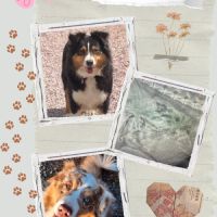 Magnifique chiot berger australien rouge merle lof #4