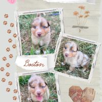 Magnifique chiot berger australien rouge merle lof #5