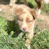 Magnifique chiot berger australien rouge merle lof