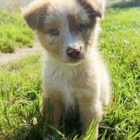 Magnifique chiot berger australien rouge merle lof #8