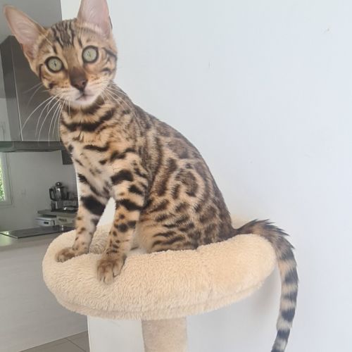 Chaton bengal femelle #1