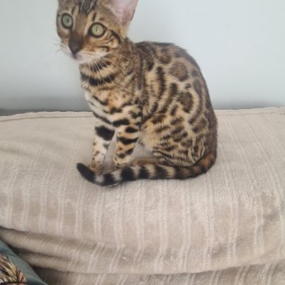 Chaton bengal femelle #2