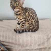 Chaton bengal femelle #2