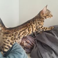 Chaton bengal femelle