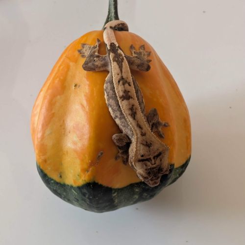 Gecko dalmatien #2