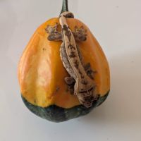 Gecko dalmatien #2
