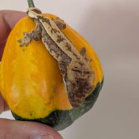 Gecko dalmatien #5
