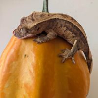 Gecko dalmatien #6
