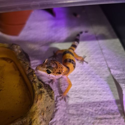 Bébé gecko léopard de juin 2026 #3