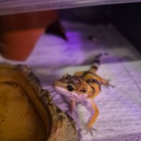 Bébé gecko léopard de juin 2026
