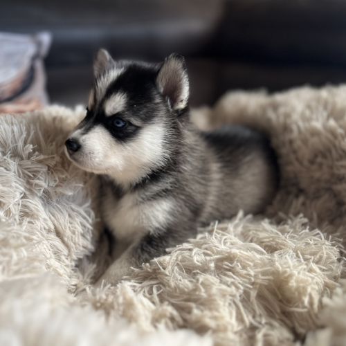Pomsky mini et toy #2