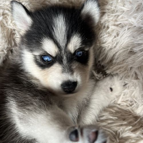 Pomsky mini et toy #4