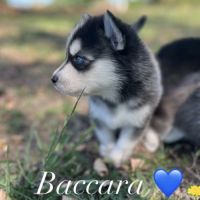 Pomsky mini et toy