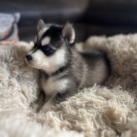 Pomsky mini et toy #2