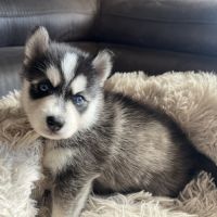 Pomsky mini et toy #3