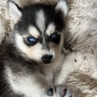 Pomsky mini et toy #4