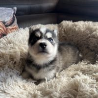 Pomsky mini et toy #5