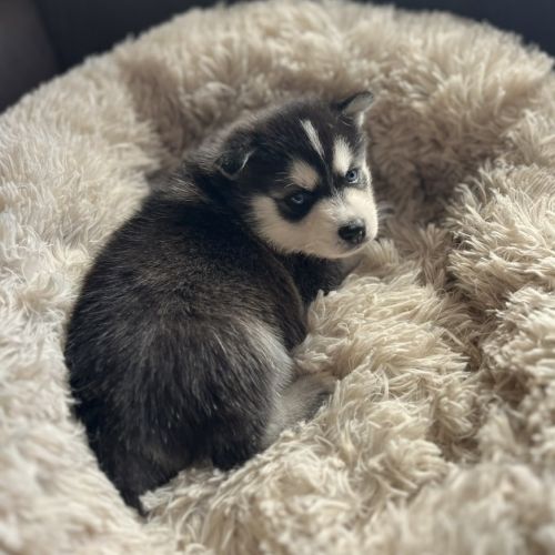 Pomsky male mini #1