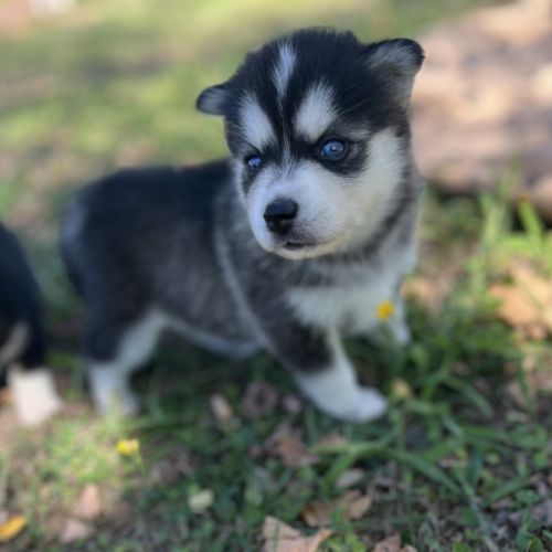 Pomsky male mini #3