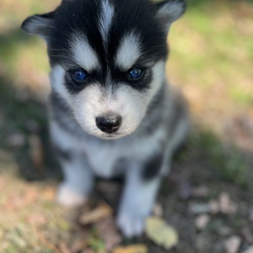 Pomsky male mini #4