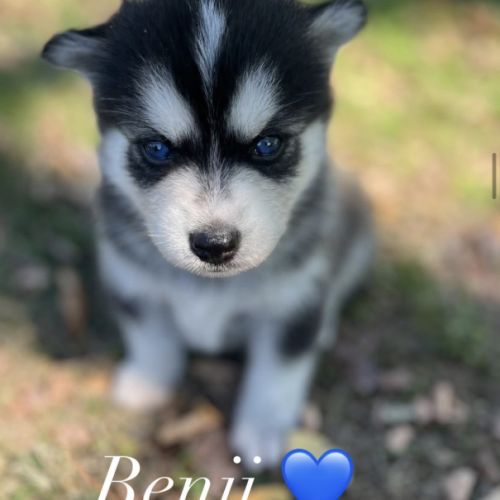 Pomsky male mini #0