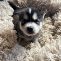 Pomsky male mini #2