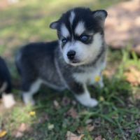 Pomsky male mini #3