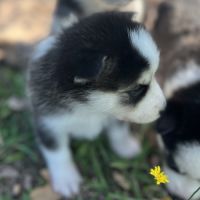Pomsky mini #1