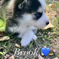 Pomsky mini