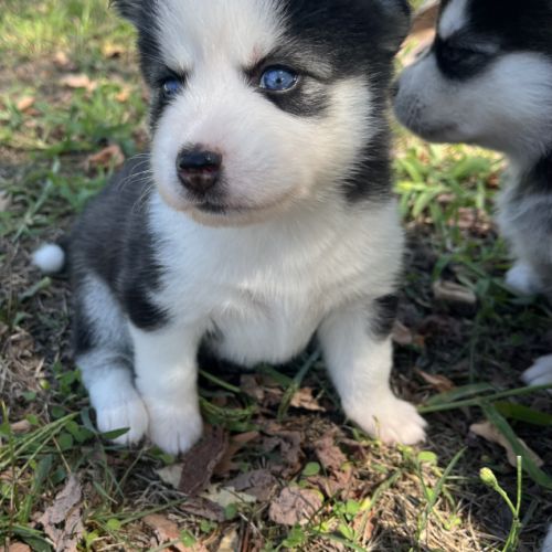 Chiots pomsky toy femelle #2