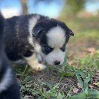 Chiots pomsky toy femelle #1