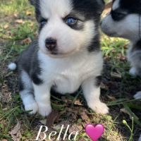 Chiots pomsky toy femelle