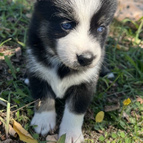 Pomsky toy #1