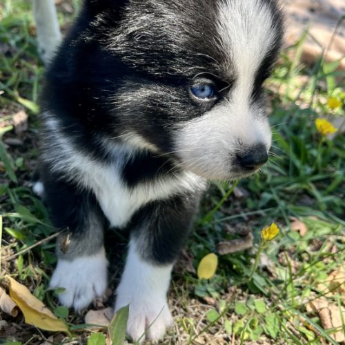 Pomsky toy #2
