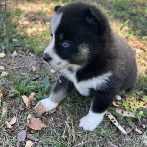 Pomsky toy #3