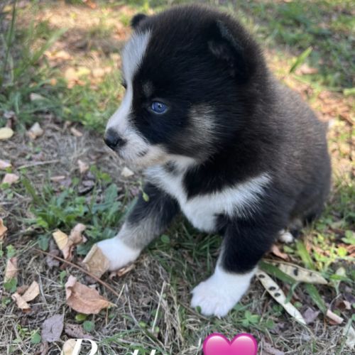 Pomsky toy #0