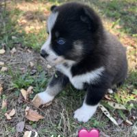 Pomsky toy