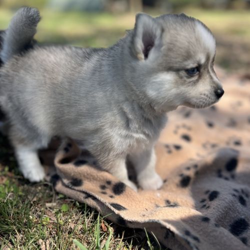 Pomsky toy #1