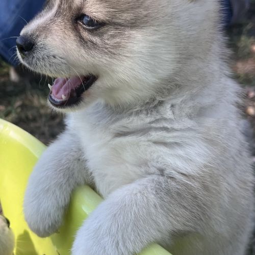 Pomsky toy #3