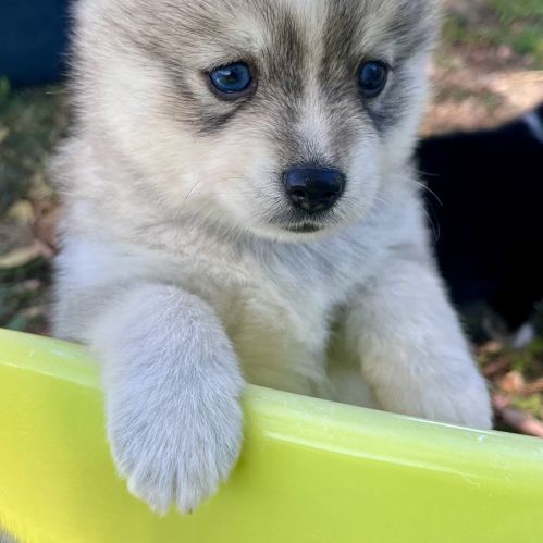 Pomsky toy #4