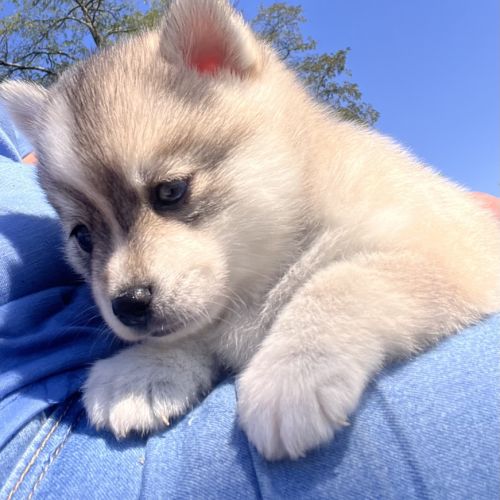 Pomsky toy #6
