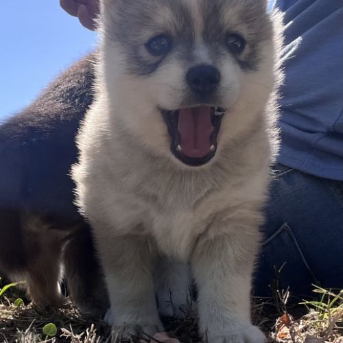 Pomsky toy #7