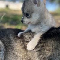 Pomsky toy #2
