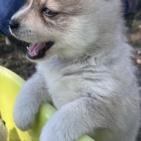 Pomsky toy #3