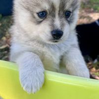 Pomsky toy #4