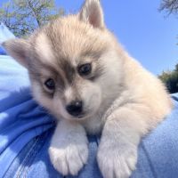 Pomsky toy #5