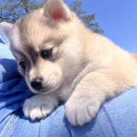 Pomsky toy #6