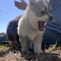 Pomsky toy