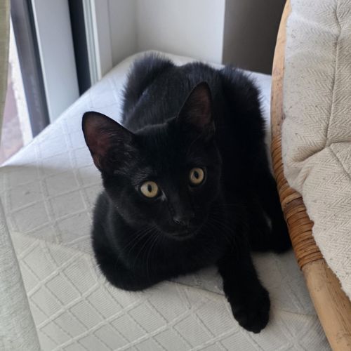Naiko, adorable chaton à l'adoption
