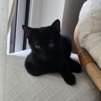 Naiko, adorable chaton à l'adoption #1
